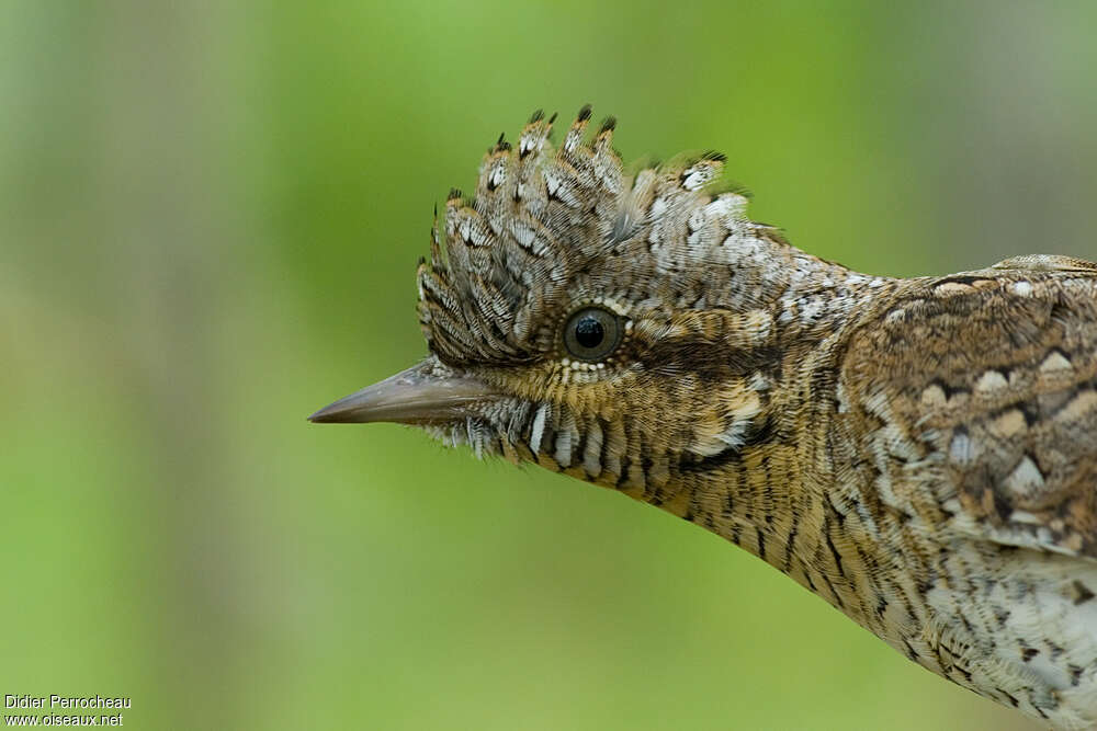 Eurasian Wryneck, close-up portrait