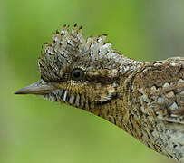 Eurasian Wryneck