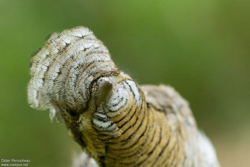 Eurasian Wryneck, close-up portrait