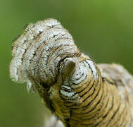 Eurasian Wryneck