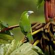 Toucanet à ceinture bleue