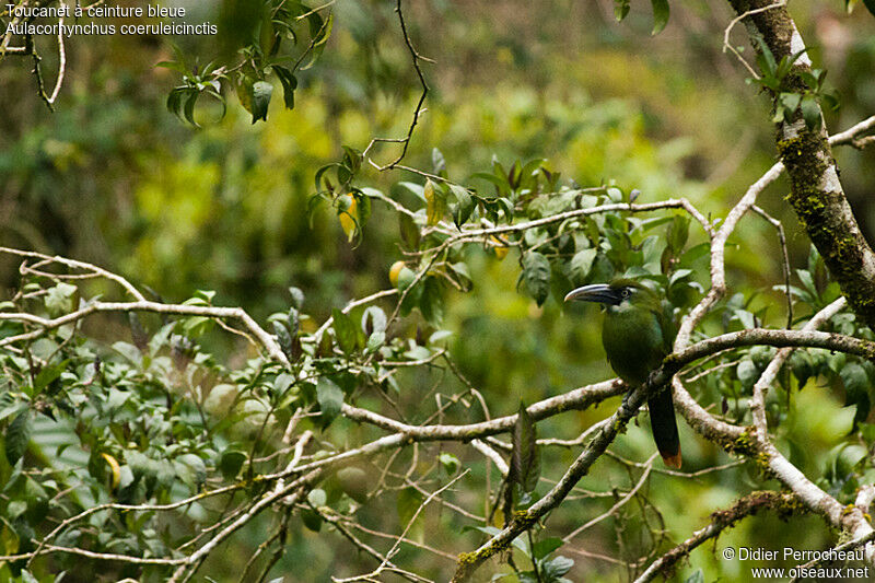 Blue-banded Toucanet