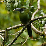 Toucanet à ceinture bleue