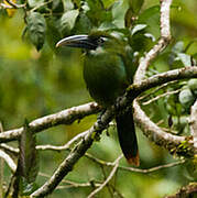 Blue-banded Toucanet