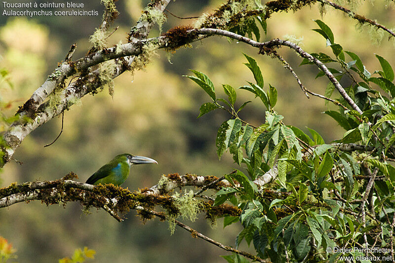 Blue-banded Toucanet