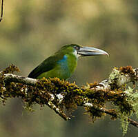 Toucanet à ceinture bleue