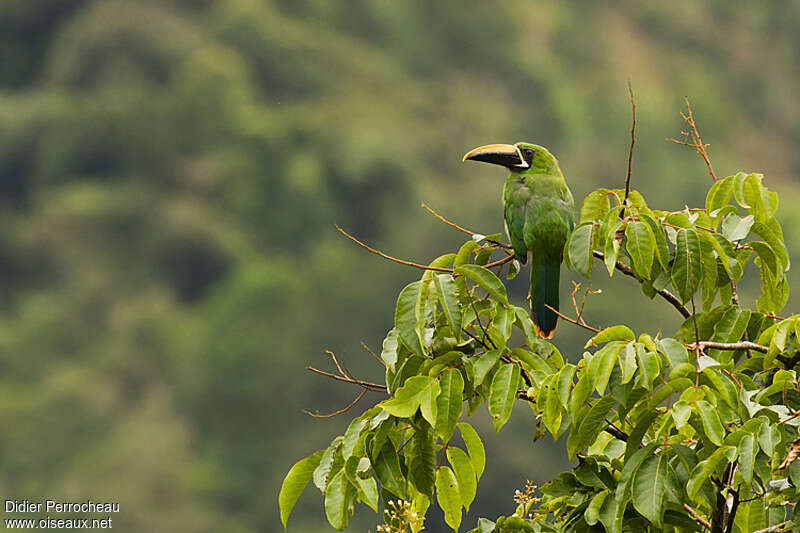 Toucanet à gorge noireadulte, habitat, pigmentation