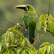 Toucanet à gorge noire