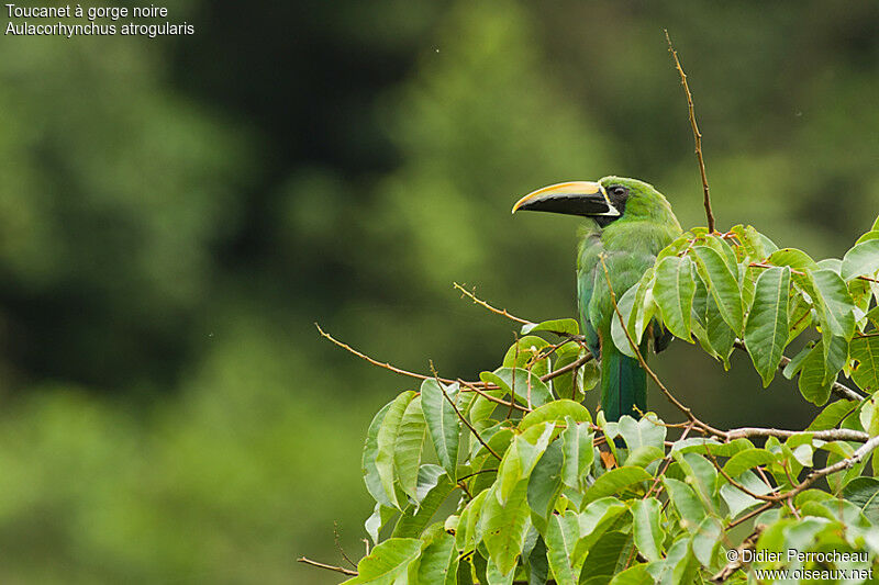 Black-throated Toucanet