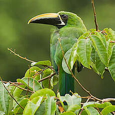 Toucanet à gorge noire