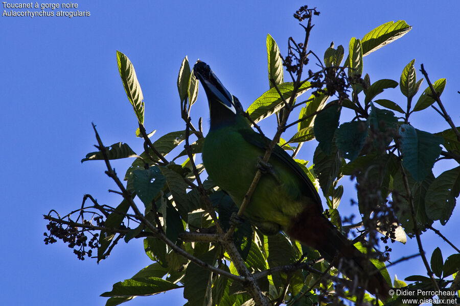 Toucanet à gorge noire