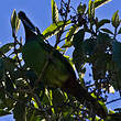 Toucanet à gorge noire