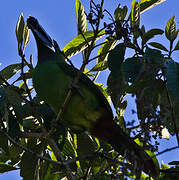 Black-throated Toucanet