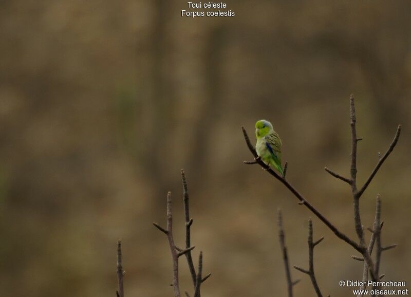 Pacific Parrotlet