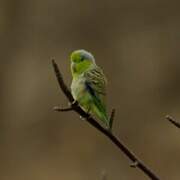 Pacific Parrotlet