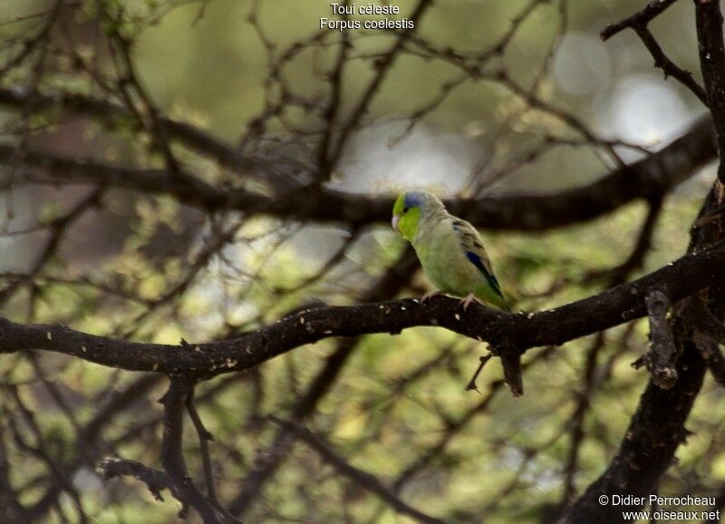 Pacific Parrotlet