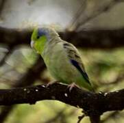 Pacific Parrotlet