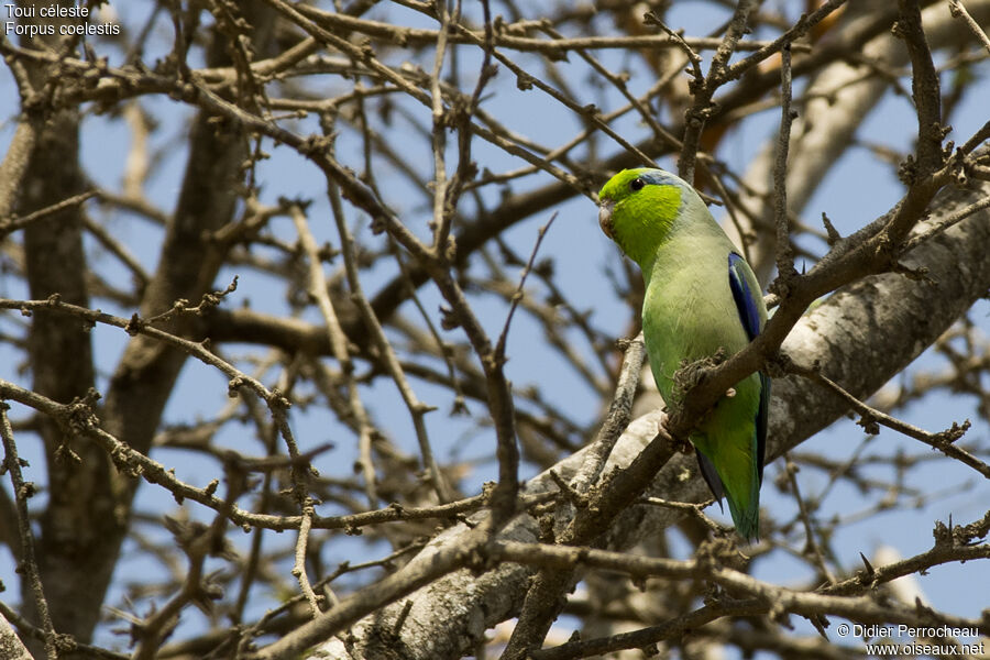 Pacific Parrotlet