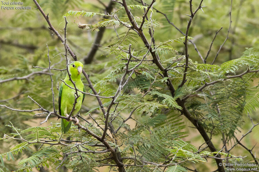 Pacific Parrotlet female adult