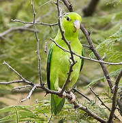 Pacific Parrotlet