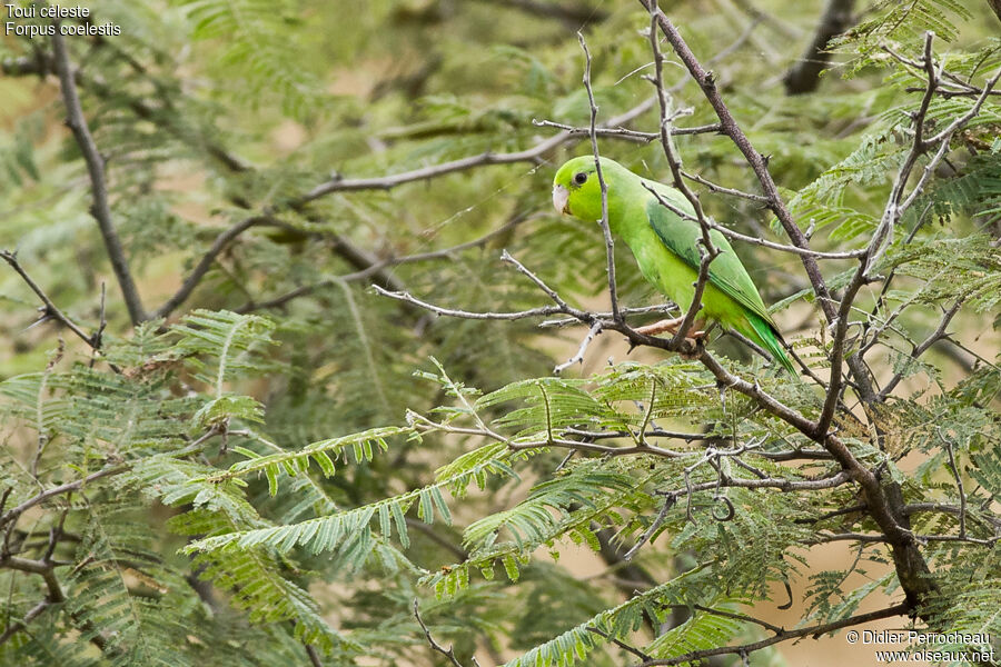 Pacific Parrotlet