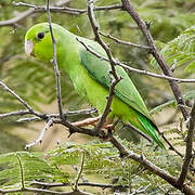 Pacific Parrotlet