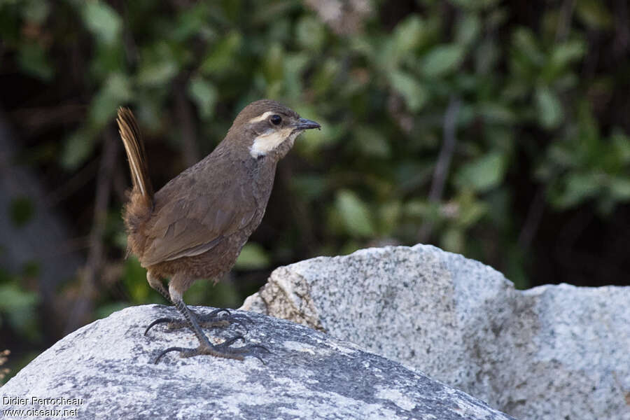 Tourco à moustachesadulte, identification