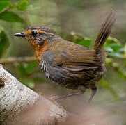 Chucao Tapaculo