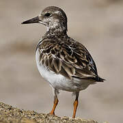 Ruddy Turnstone