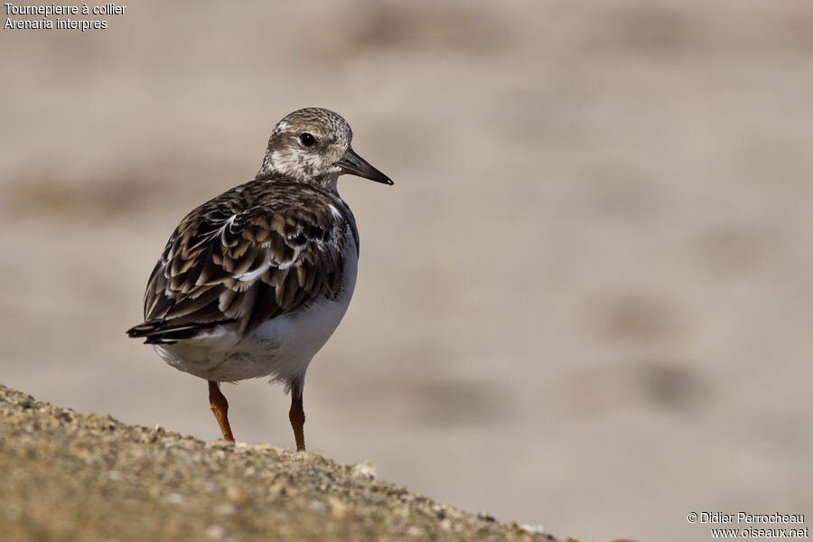 Ruddy Turnstone