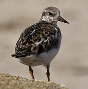 Ruddy Turnstone