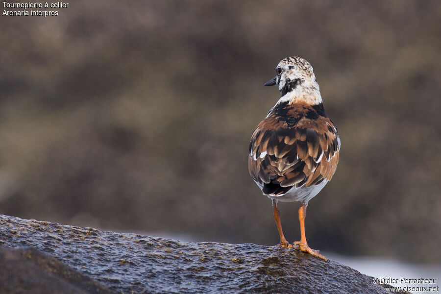 Ruddy Turnstone