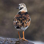 Ruddy Turnstone