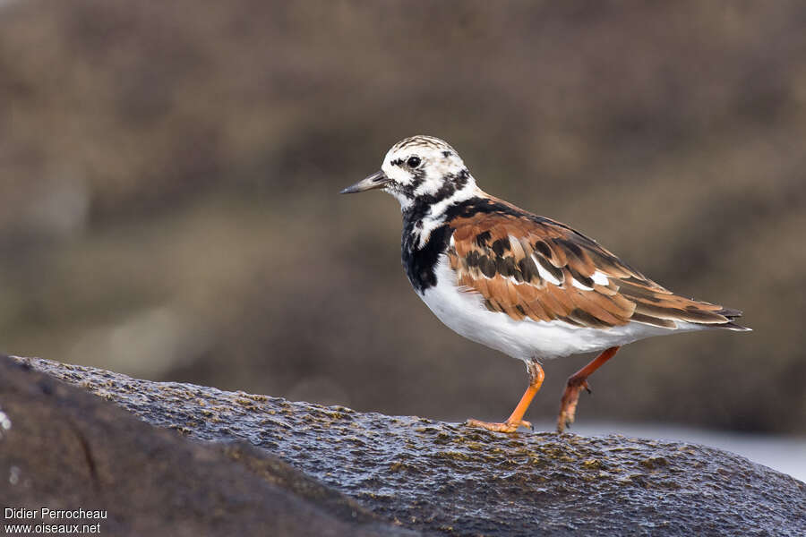 Ruddy Turnstone female adult breeding, identification