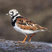 Ruddy Turnstone