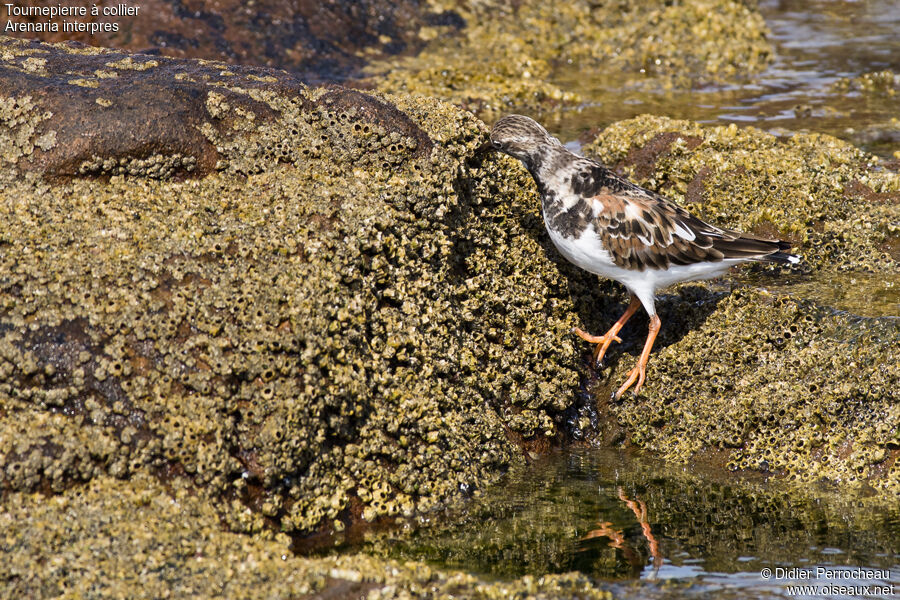 Ruddy Turnstone