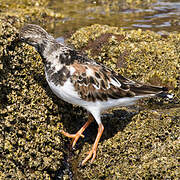 Ruddy Turnstone