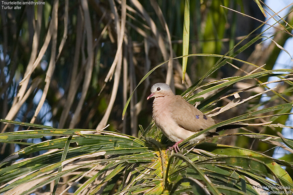 Blue-spotted Wood Dove