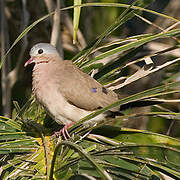 Blue-spotted Wood Dove