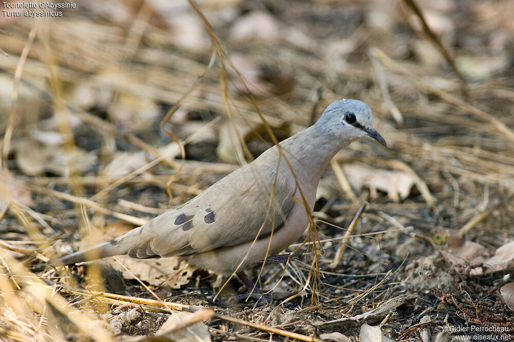 Black-billed Wood Dove