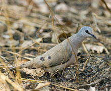 Black-billed Wood Dove