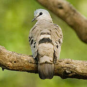 Black-billed Wood Dove