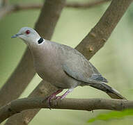 Red-eyed Dove