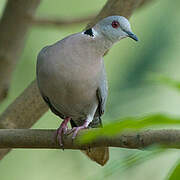 Red-eyed Dove