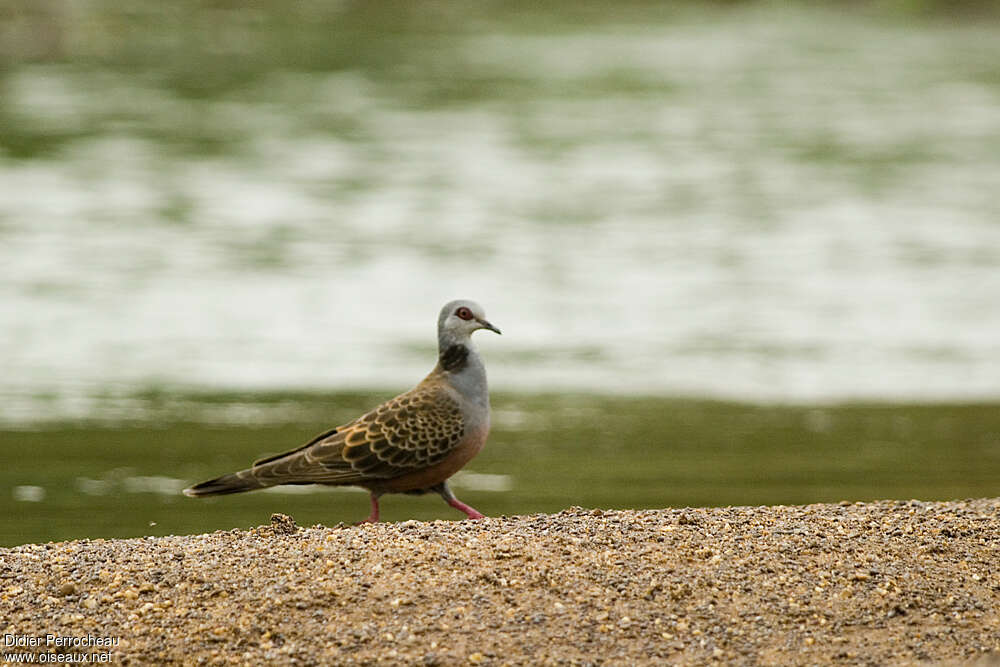 Adamawa Turtle Doveadult, pigmentation, walking