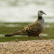 Adamawa Turtle Dove