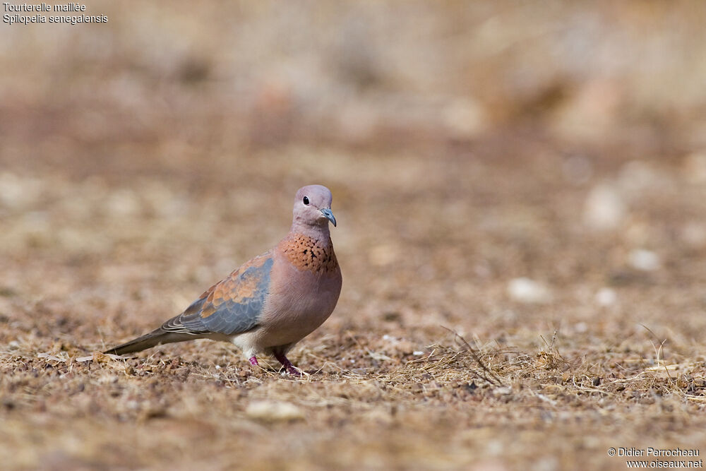 Laughing Dove