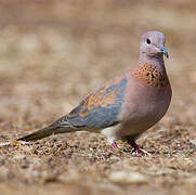 Laughing Dove