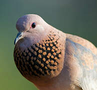 Laughing Dove