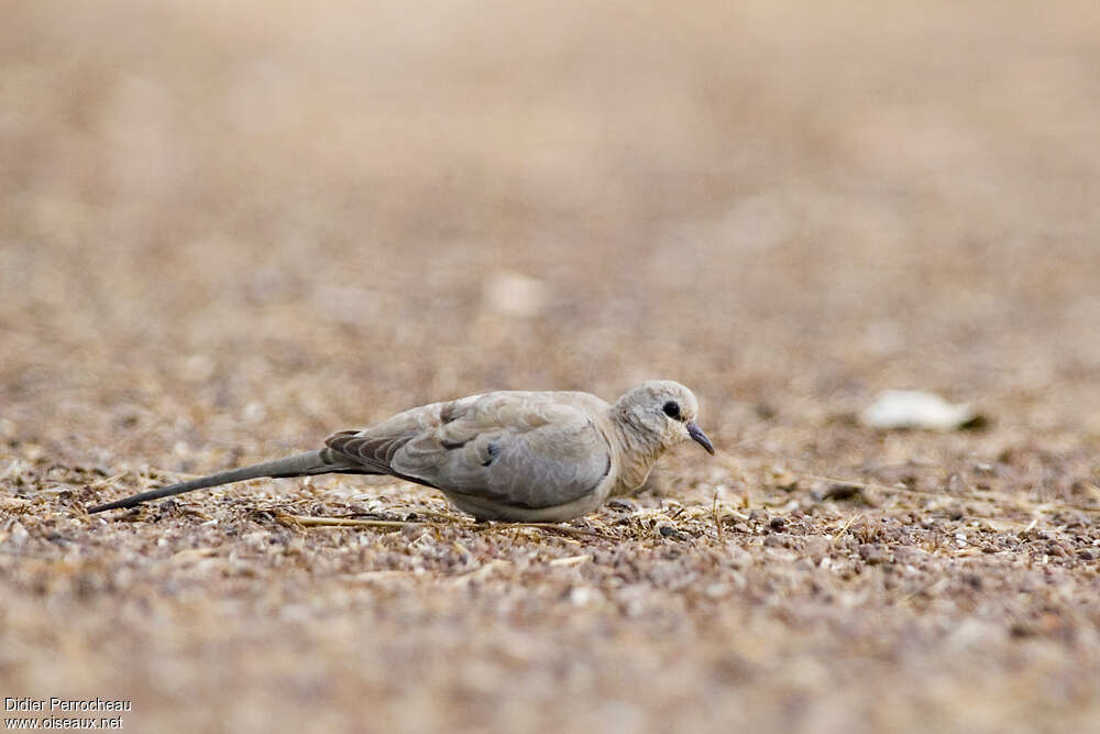 Namaqua Dove female immature, eats